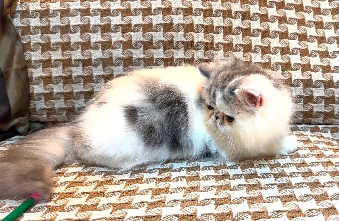 Gato persa macho com pedigree 