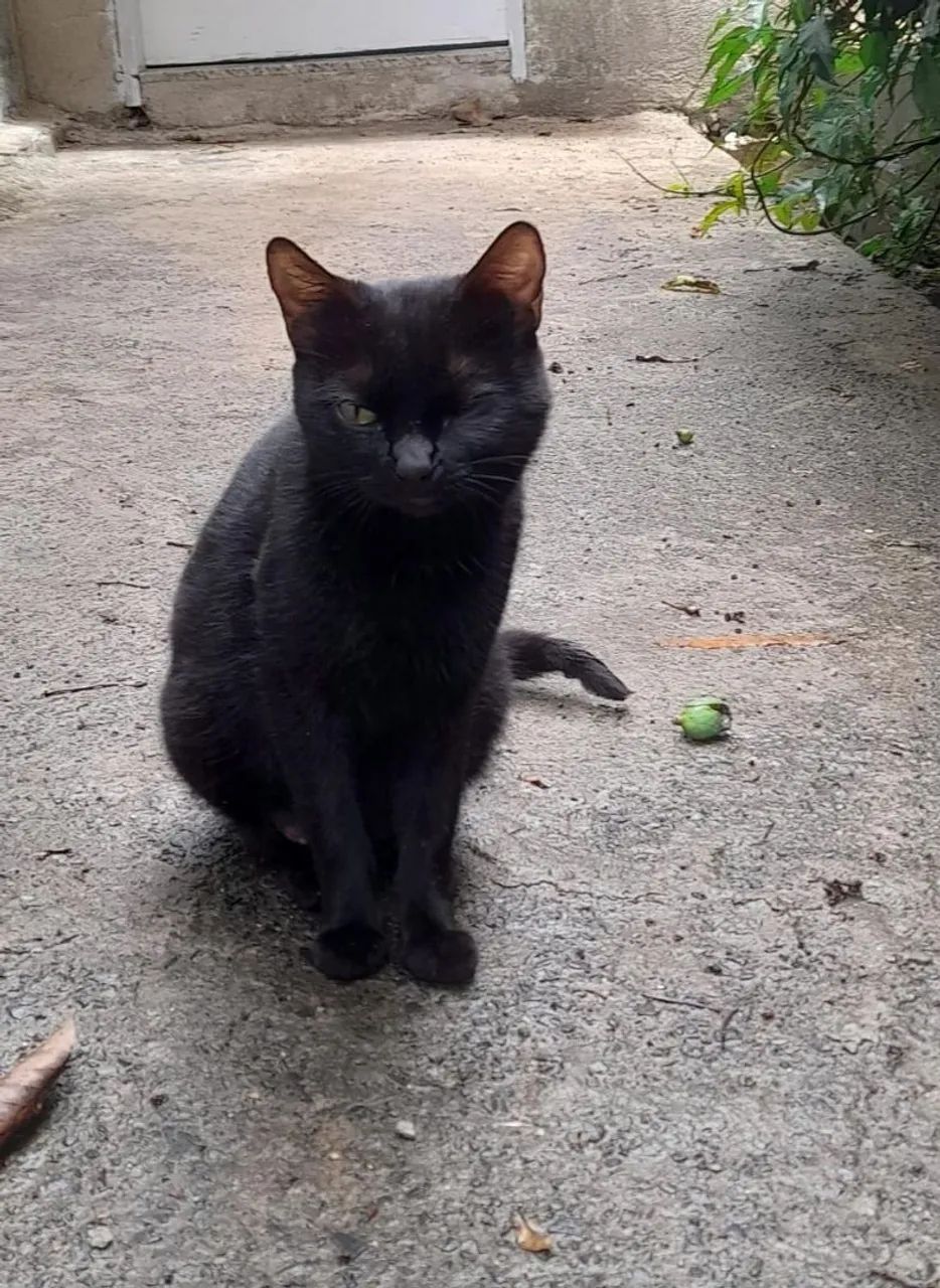 Gata para adoção - Foto 5