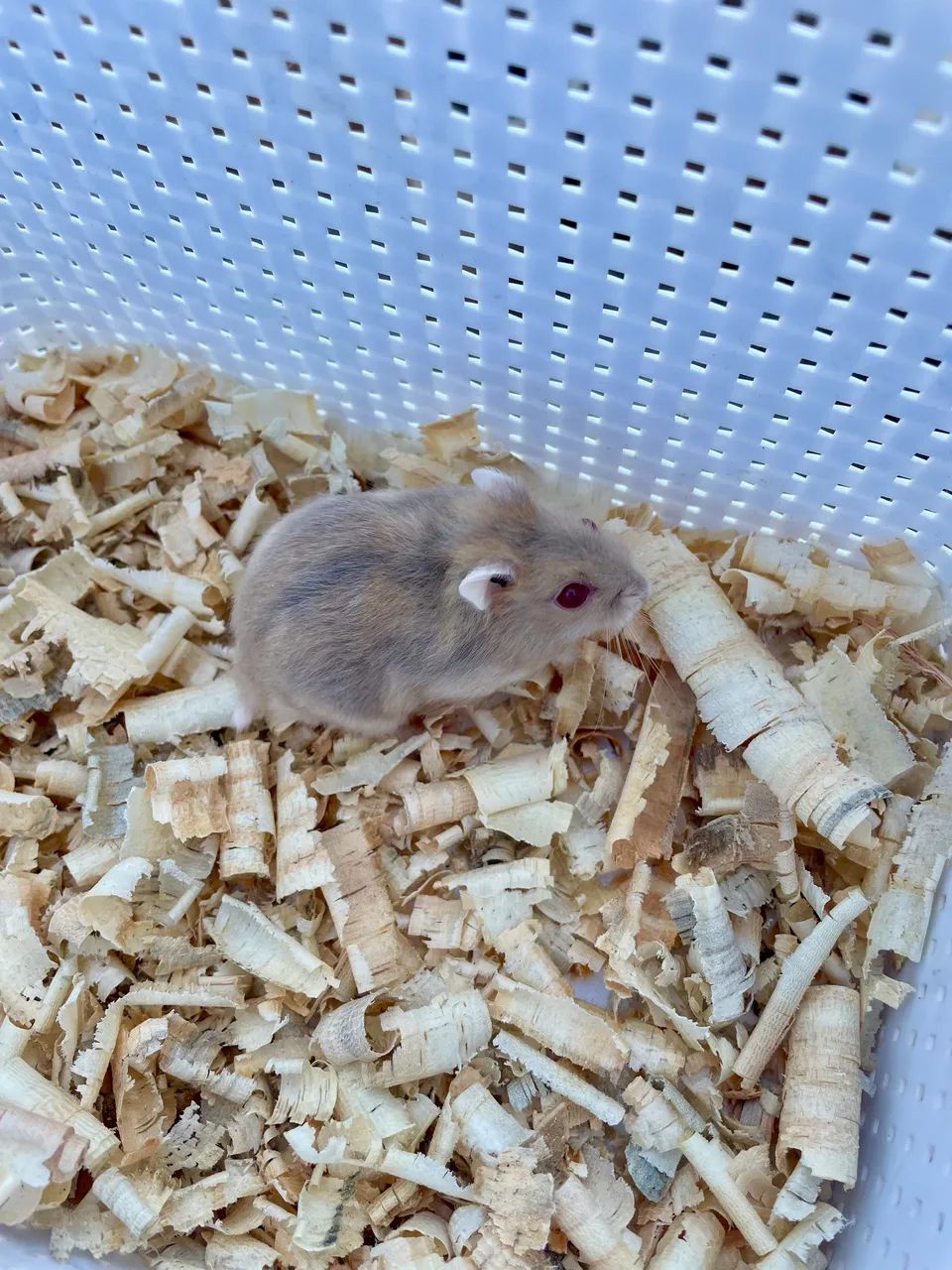 Hamster anão russo filhotes - Foto 2