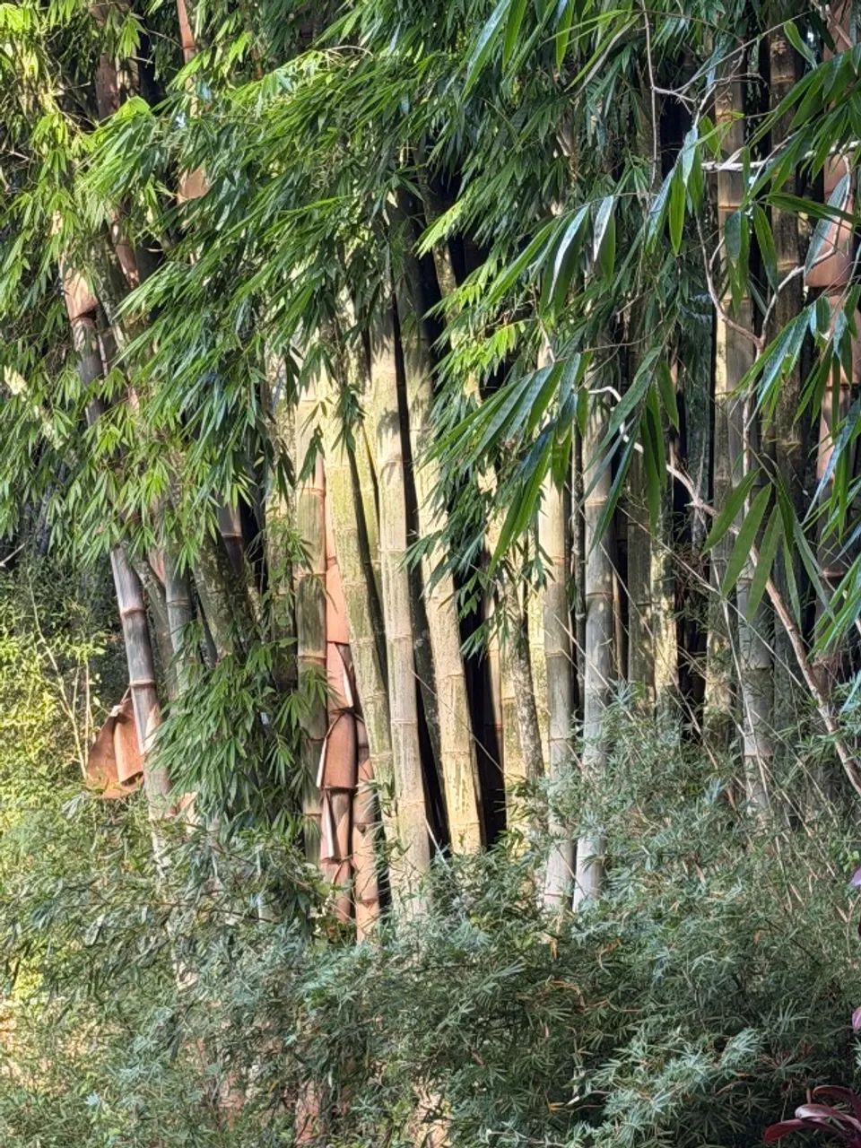 Vara de bambu