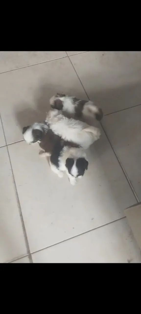 Vendo filhote de shitizul 