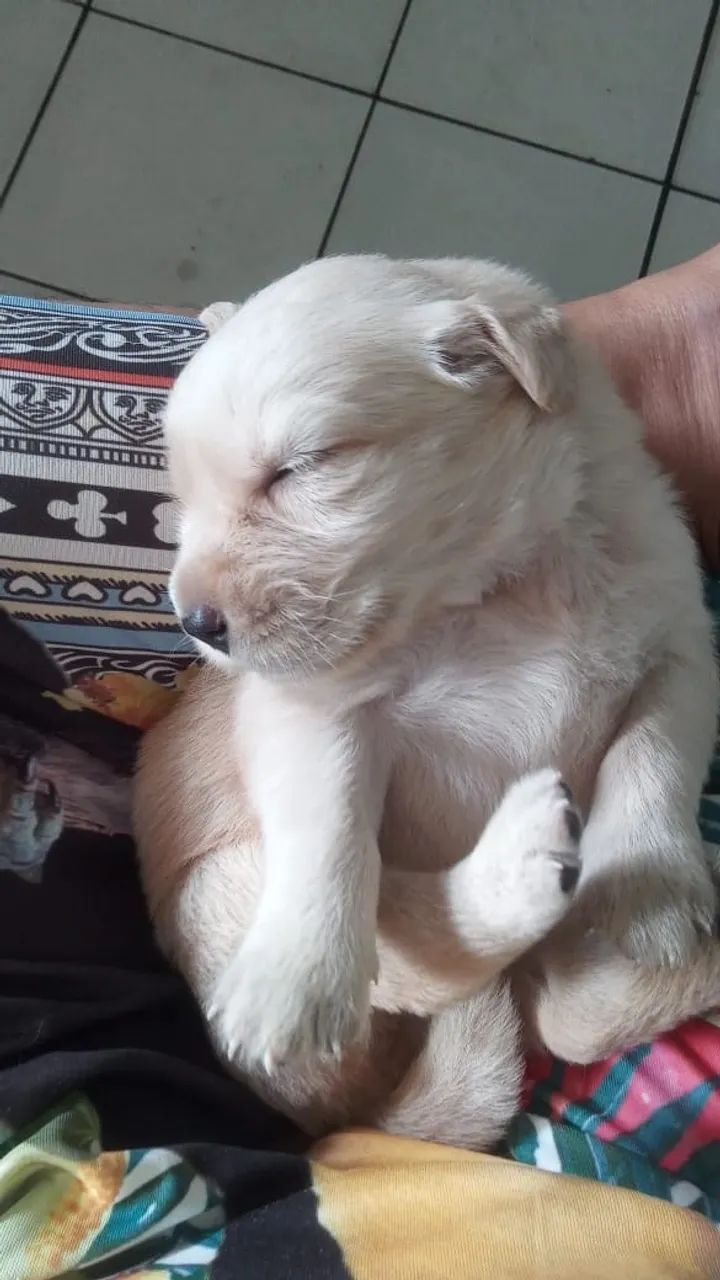 Golden retriever com pedigree  - Foto 5