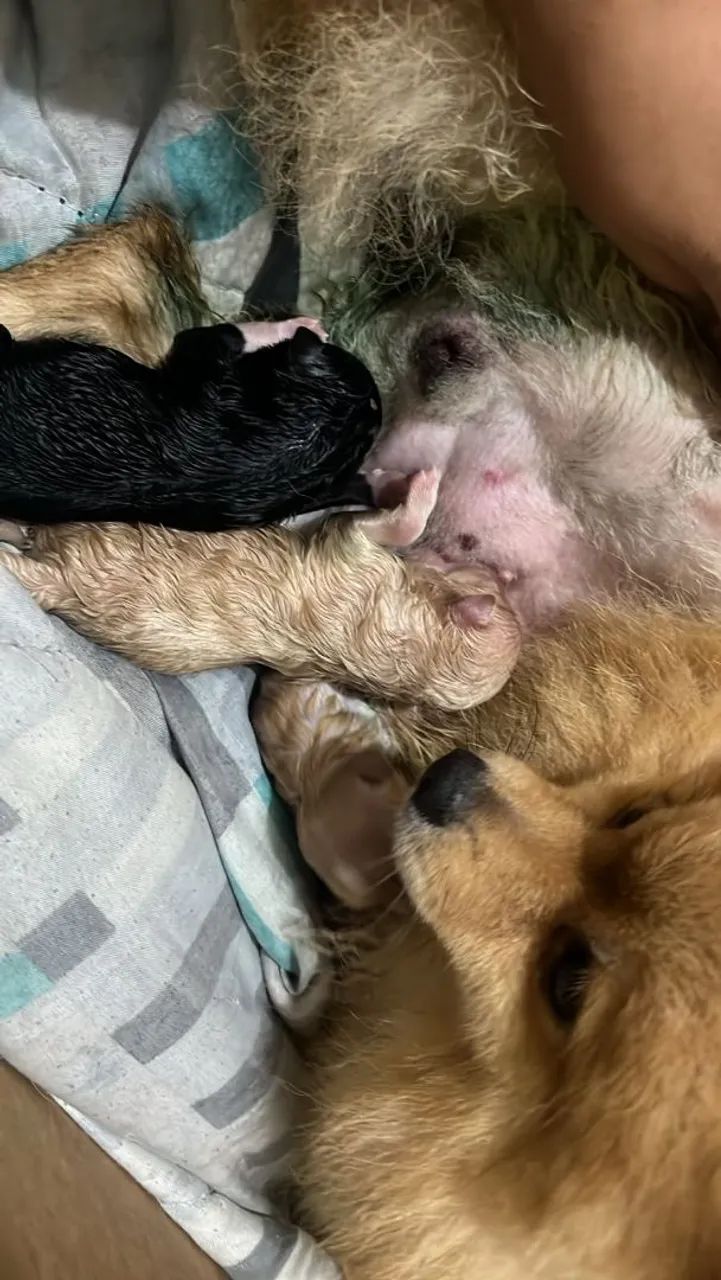 Filhotes de spitz alemão  - Foto 3