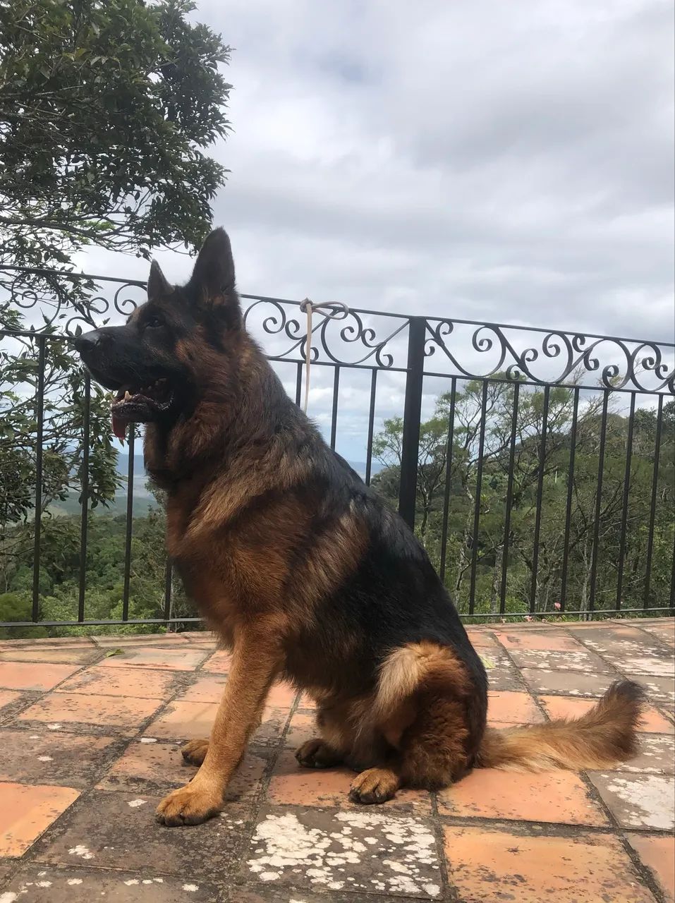 Lindos filhotes de Pastor Alemão Capa Preta - Foto 6