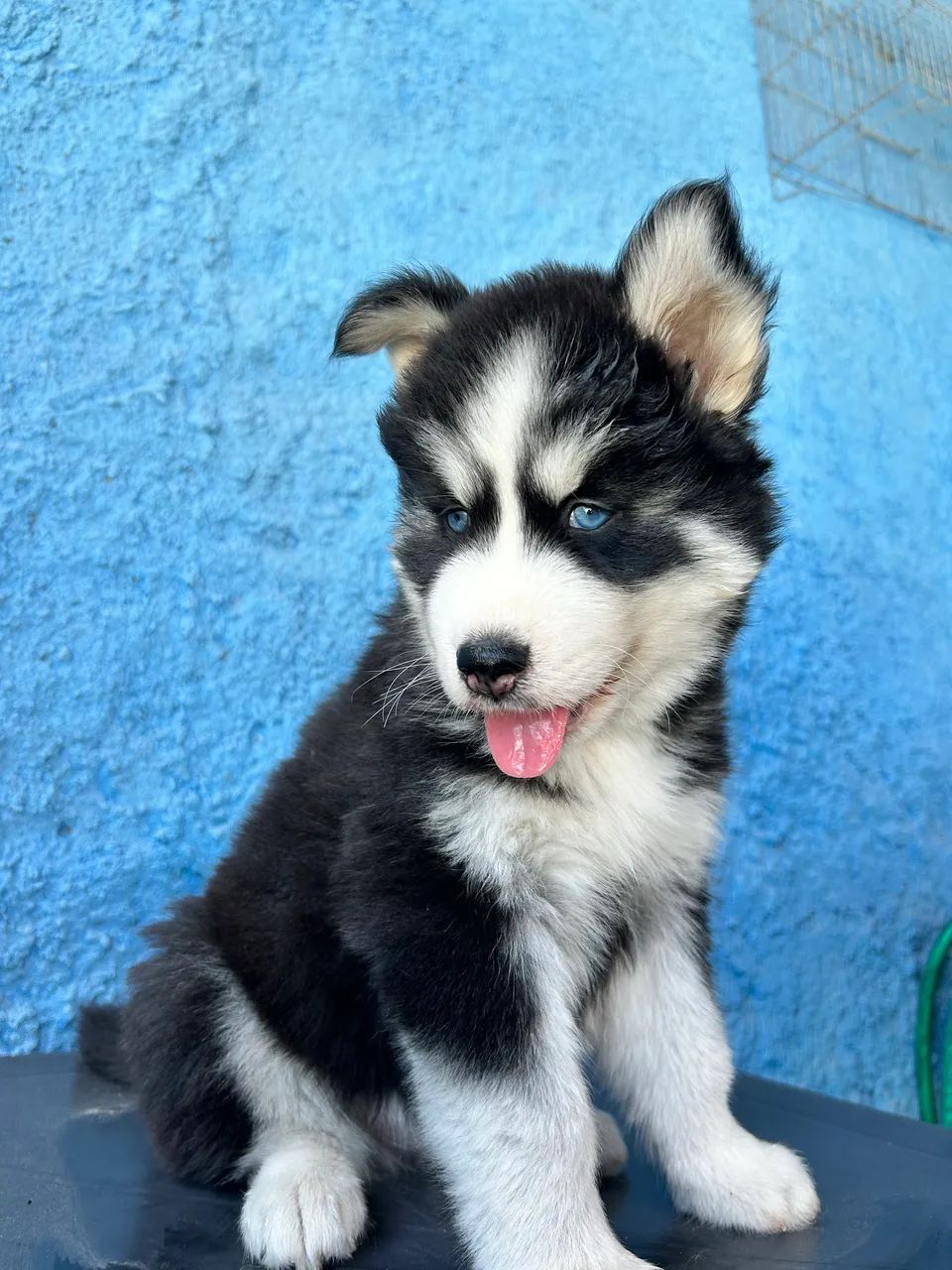Husky siberiano wooly - Foto 2