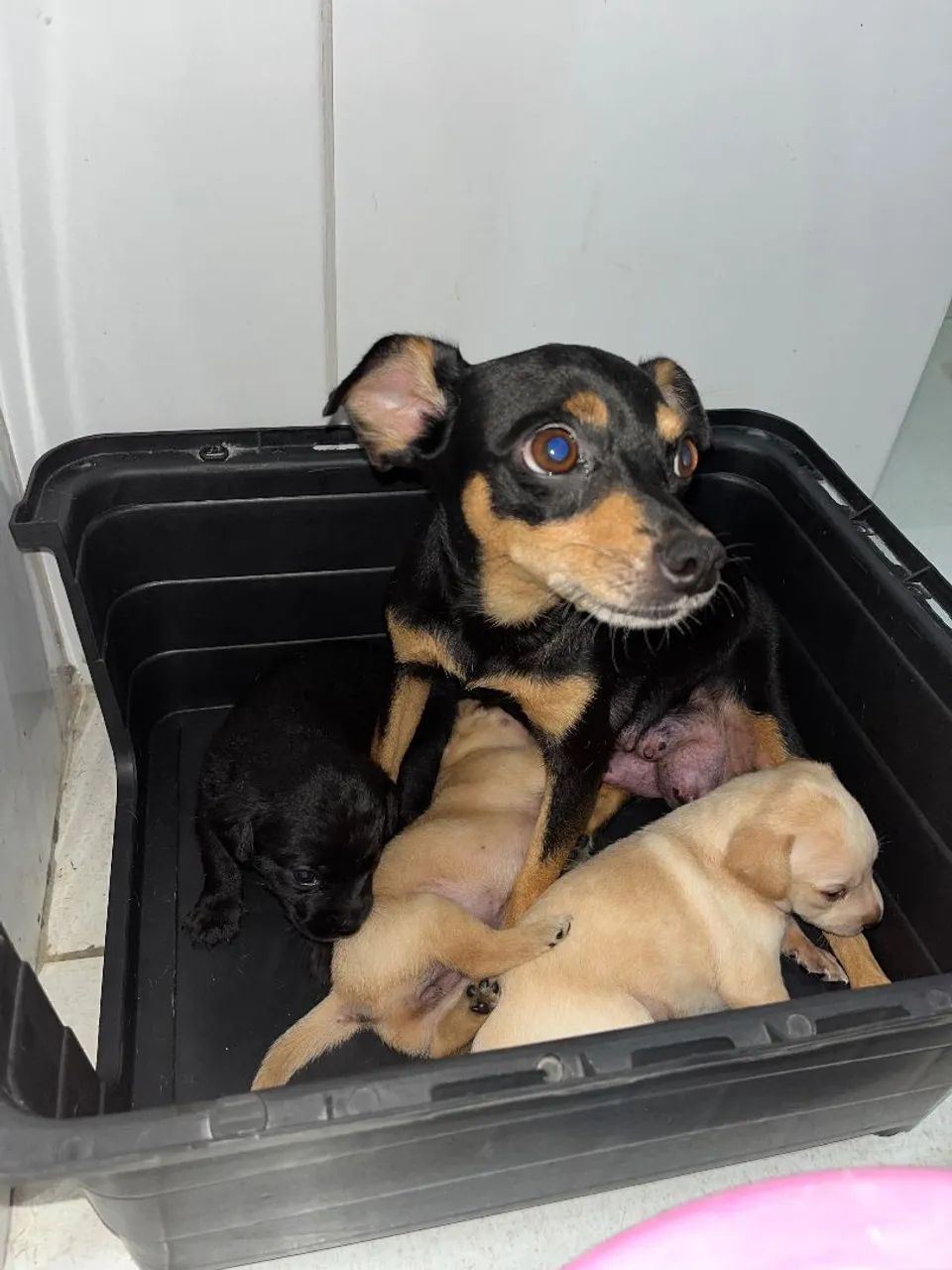 Vendo pinscher Tam.1 - Foto 5