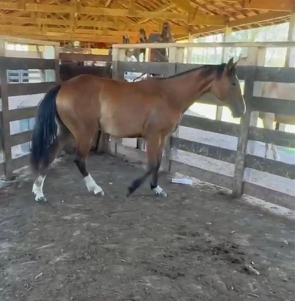 Potra quarto de milha  - Foto 4