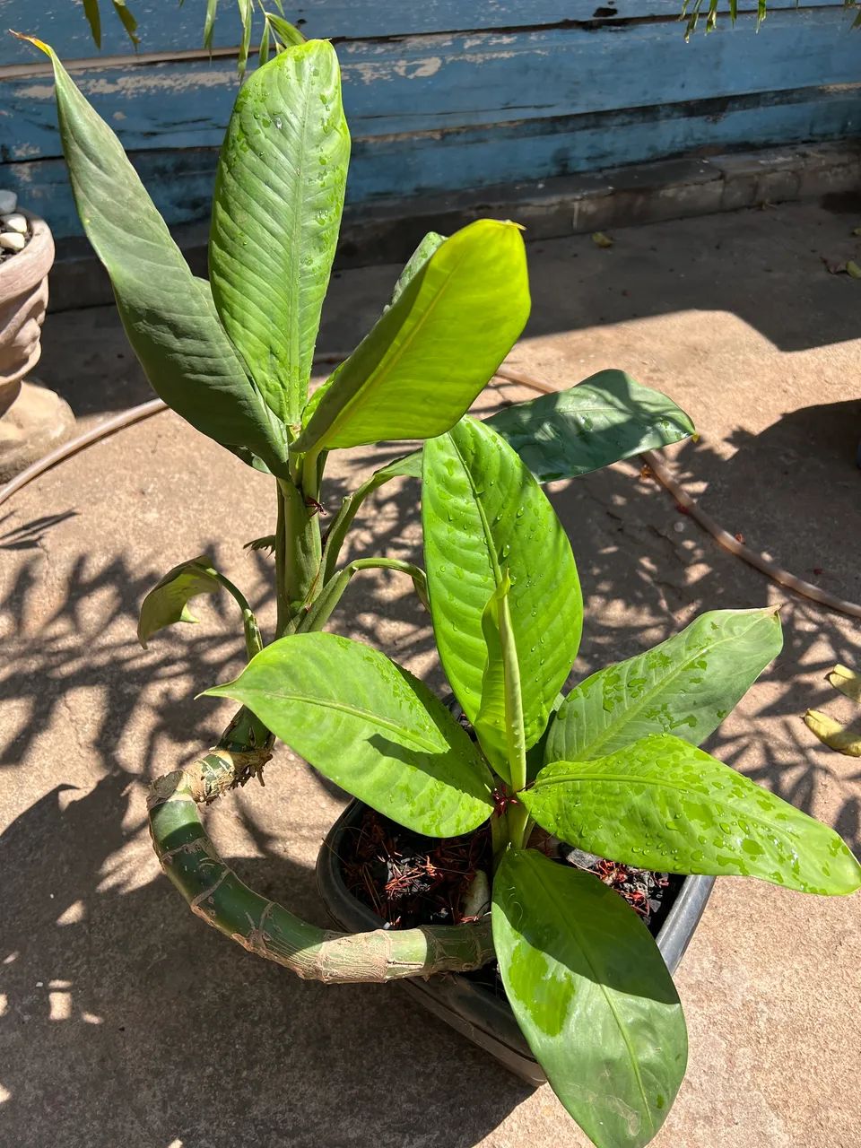 Plantas a venda  - Foto 3