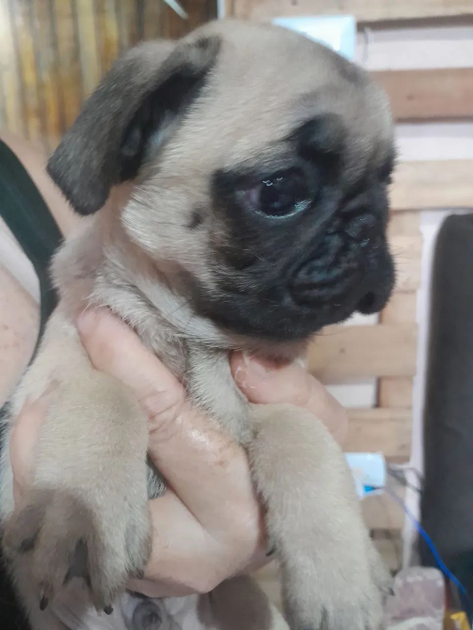 Filhote de pug macho  - Foto 4
