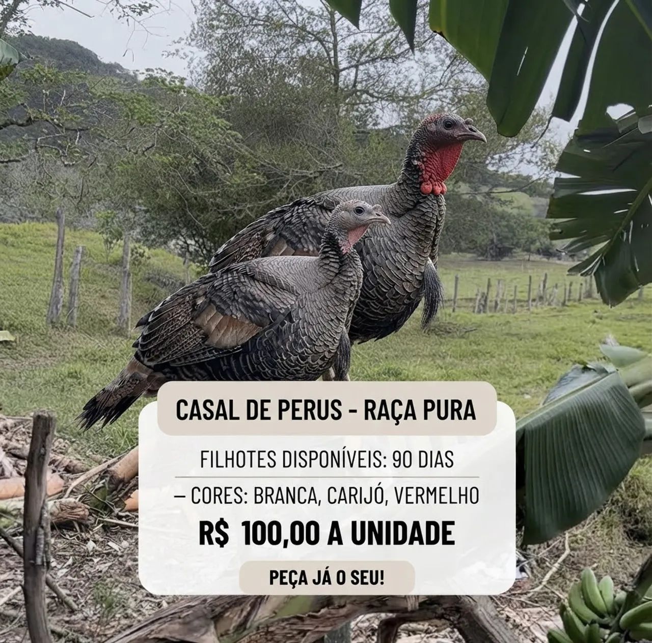 Perus com 90 Dias + Casal Matriz 