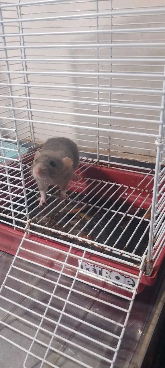 Gaiola com uma rata de laboratório dentro