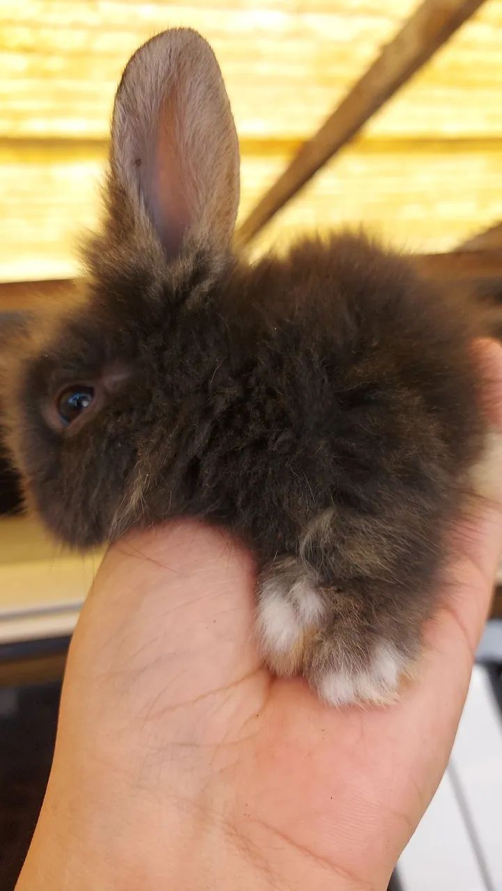 Últimos 5 Mini Lionhead disponíveis em Curitiba - Foto 4