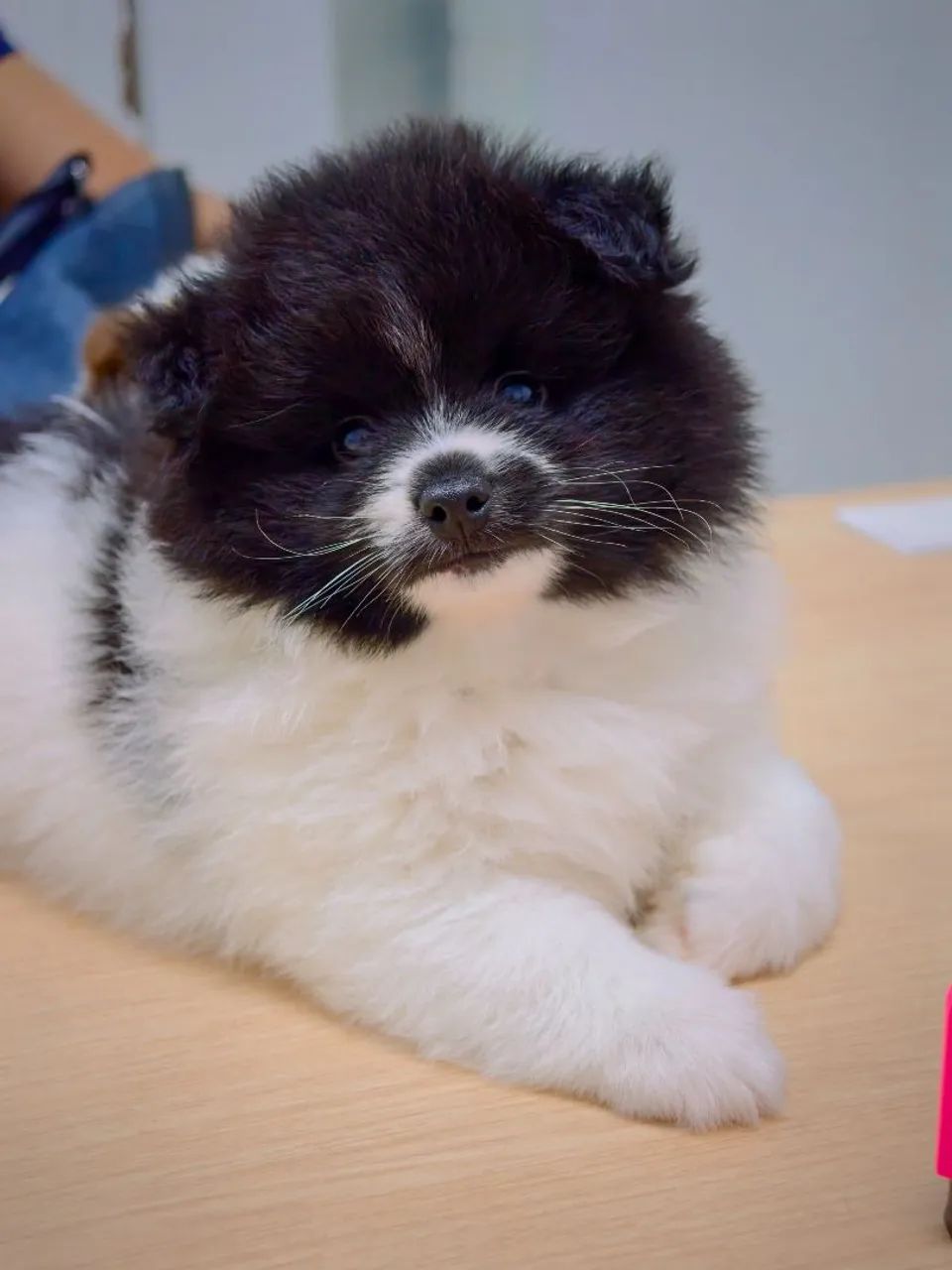 Cachorro  - Foto 3