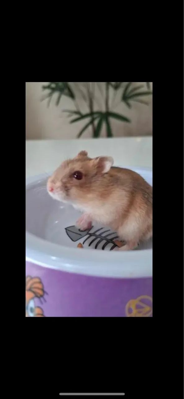 Hamster anao  - Foto 2