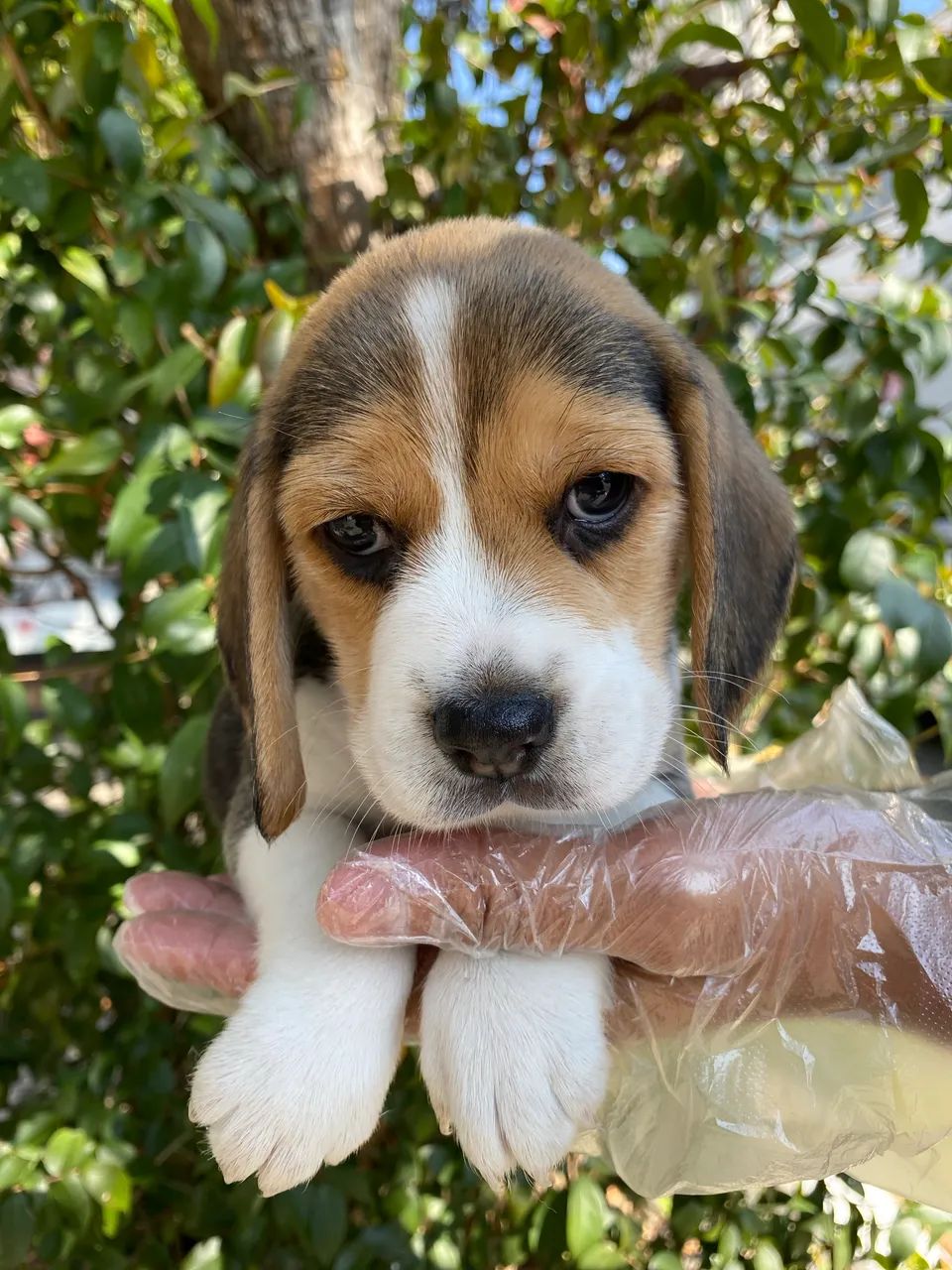 Lindos filhotes de Beagle 