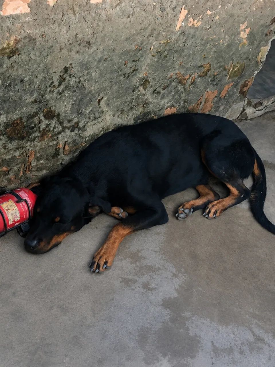 Rottweiler procura uma namorada 
