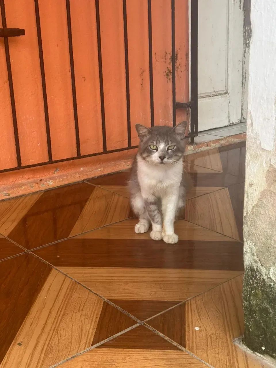 ADOÇÃO RESPONSÁVEL  - Foto 2
