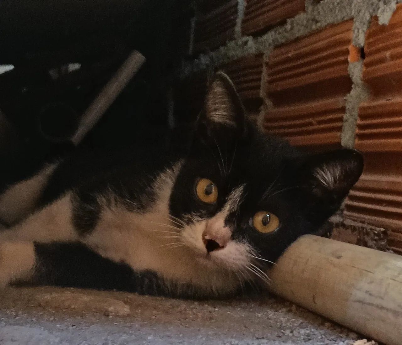 Doação de Gato