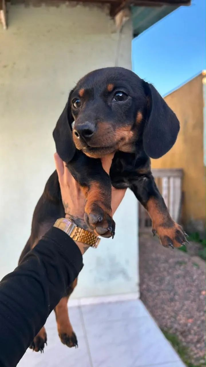 Dachshund lindíssimo vacinado 