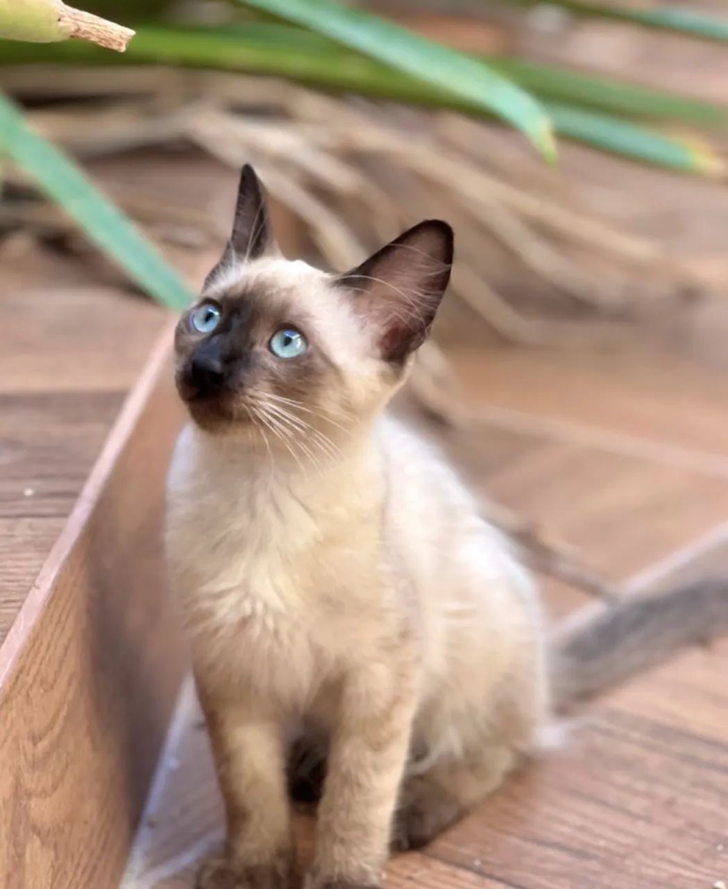 Gato siamês 
