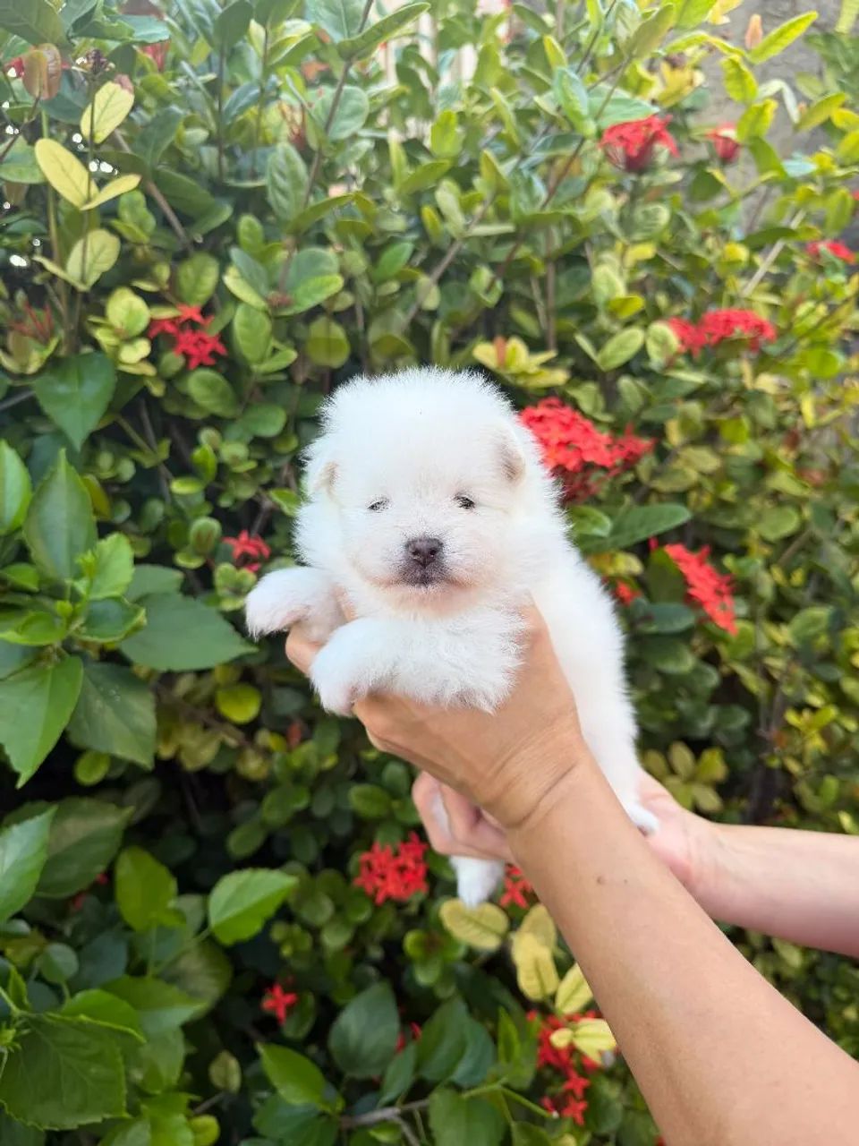 Spitz Alemão  - Foto 2