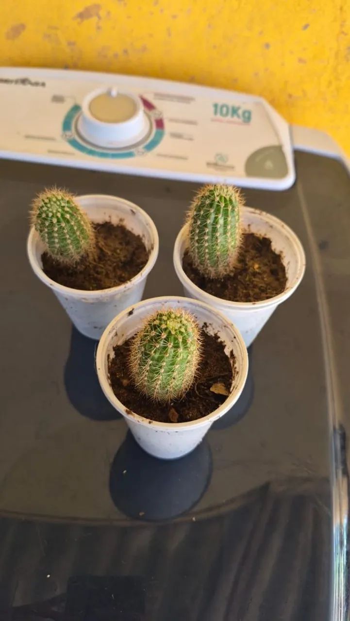cacto 