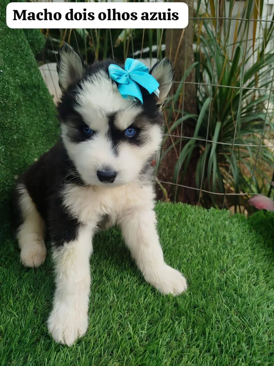 Husky Siberiano filhotes 