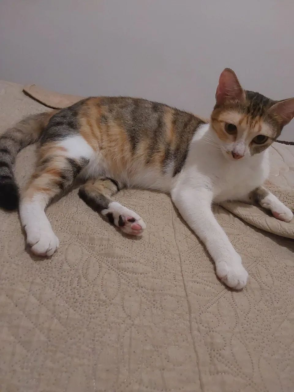 Quem adota uma gatinha carinhosa é possessiva com o dono? Kk