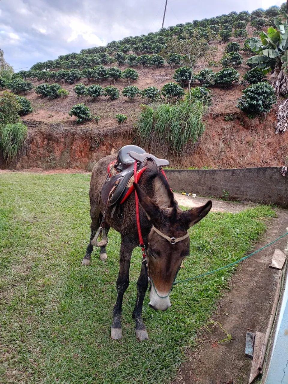 Burro muito bom de cela manço top - Foto 2