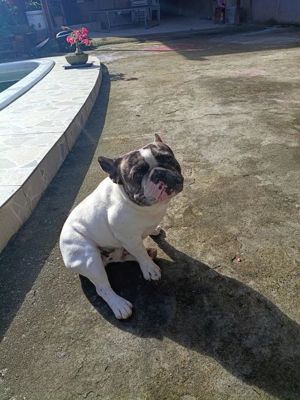 Buudog francês  - Foto 2