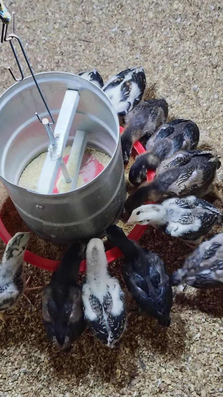 Vende-se pintinhos da raça Mura com 25 dias valor individual r$ 30