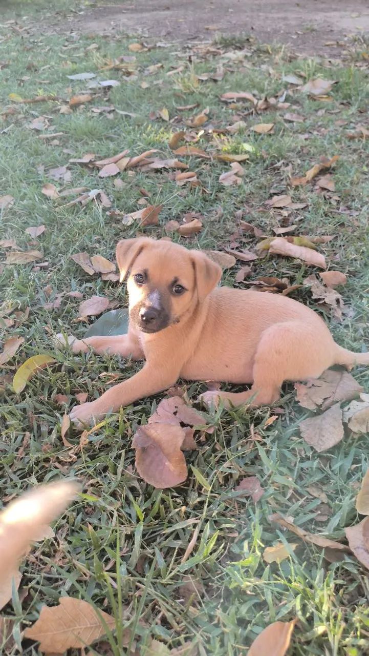 Cão para adoção responsável  - Foto 3