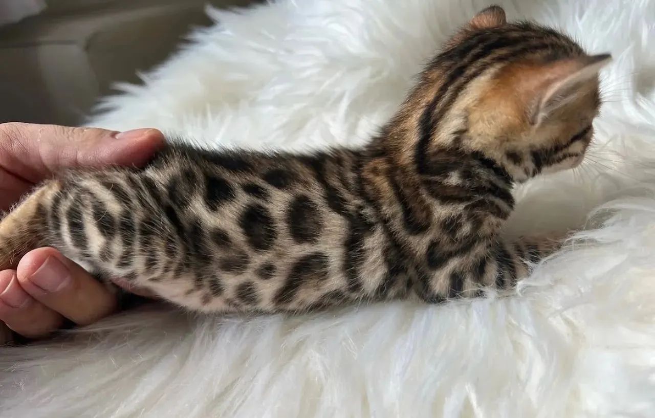 Bengal 2 femeas disponíveis  - Foto 2