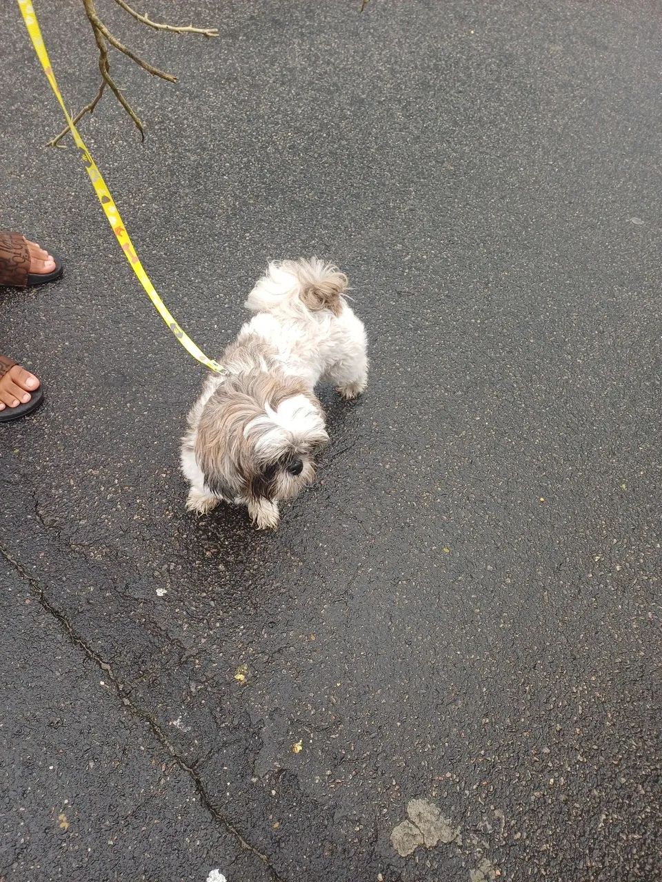 Cachorro  - Foto 2