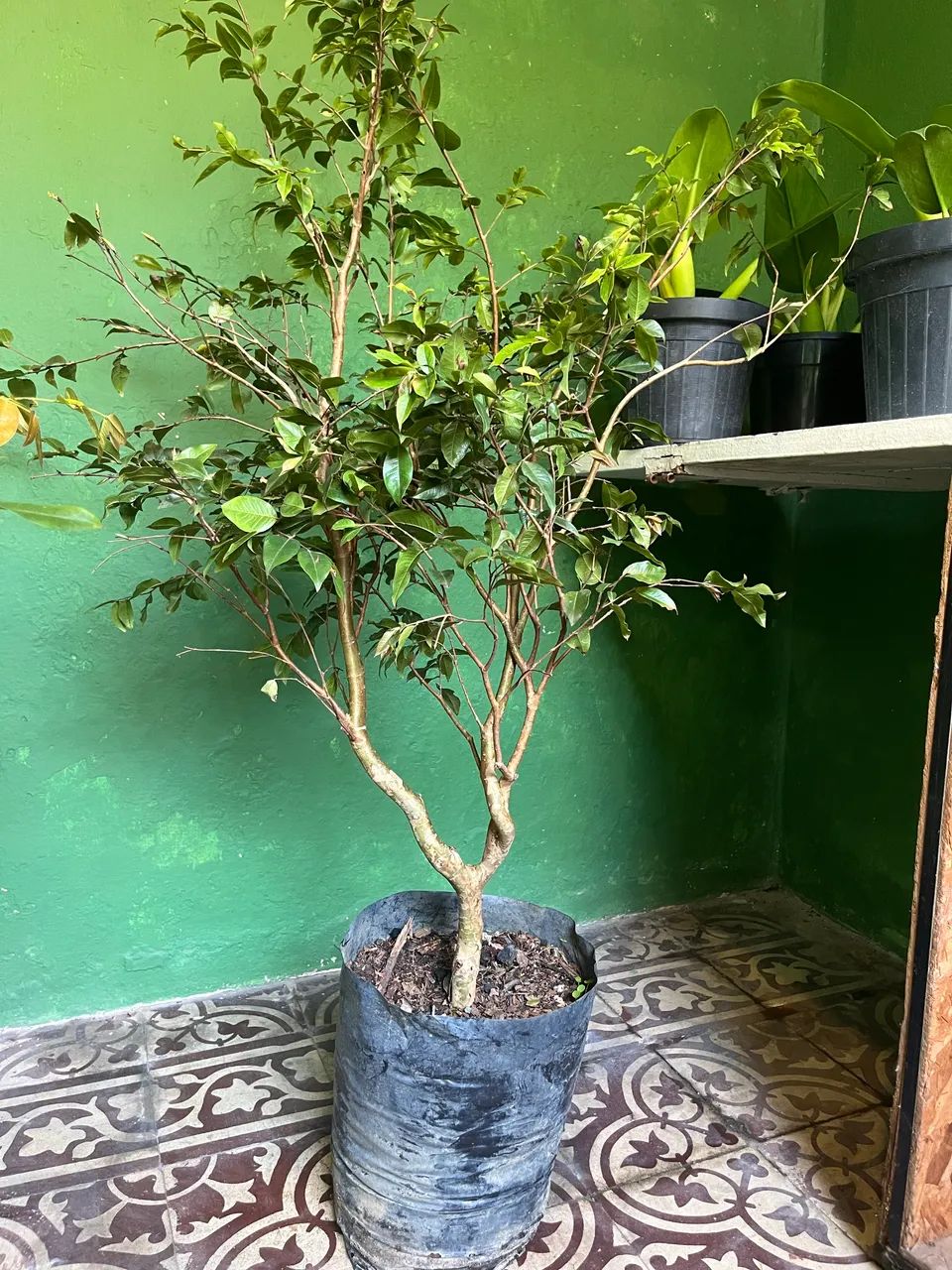 Jaboticaba florando  - Foto 3
