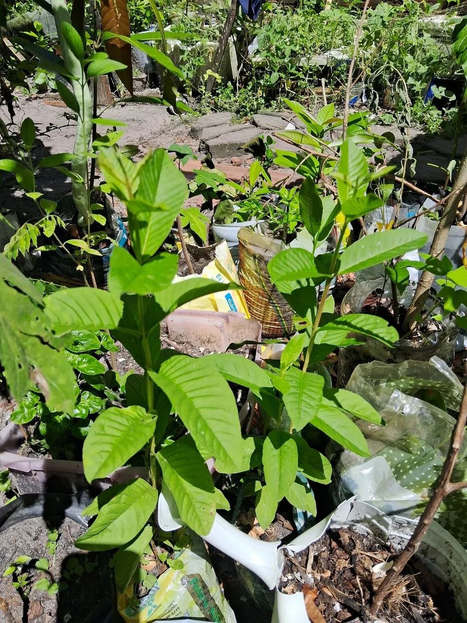 Frutíferas ? - Foto 3