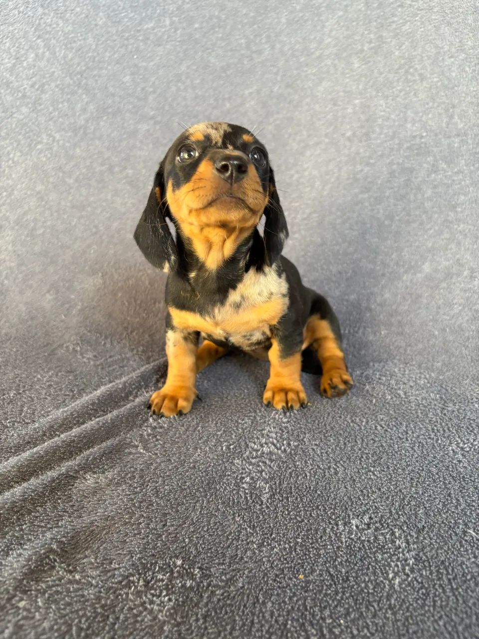 Dachshund fêmea  - Foto 4