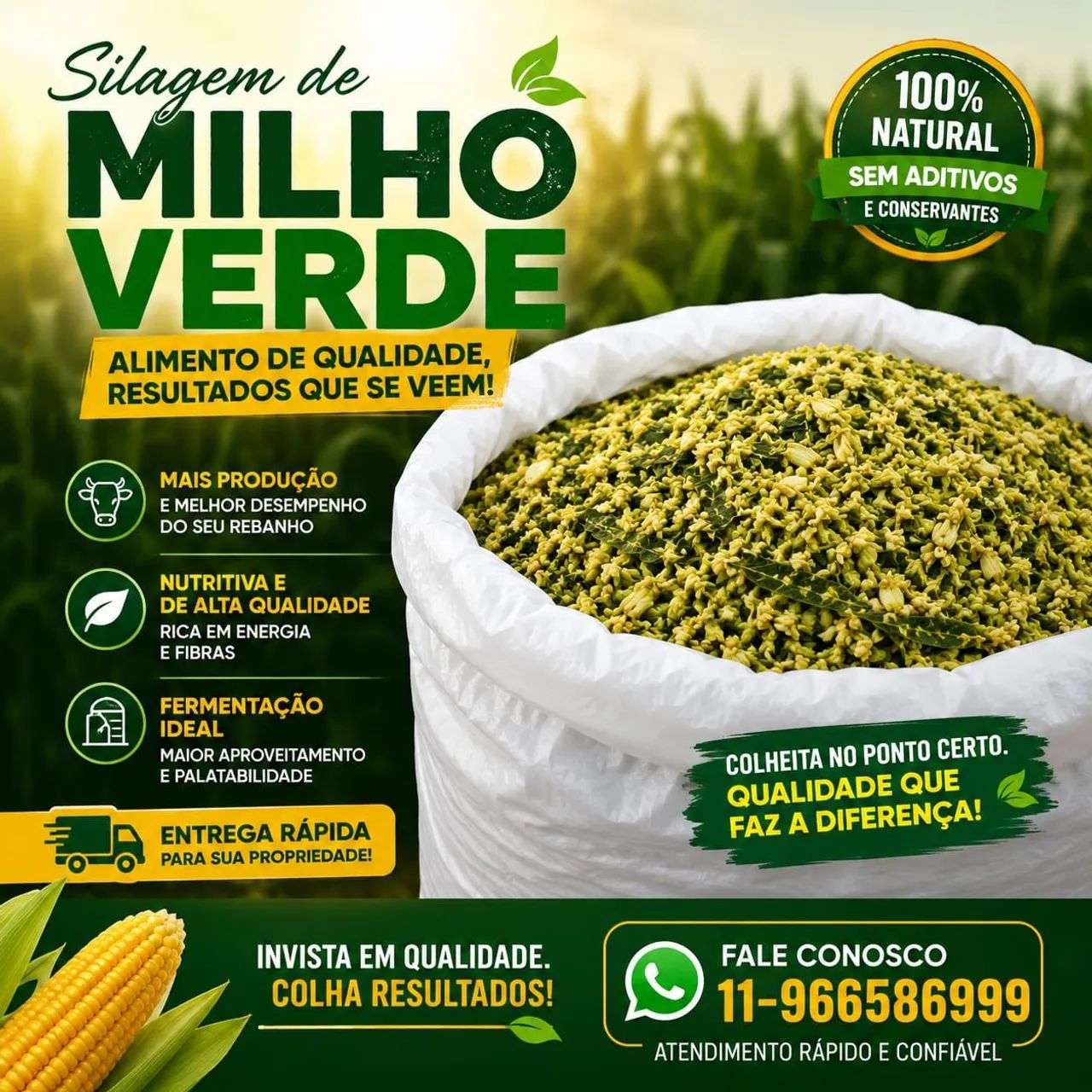 Silagem de milho