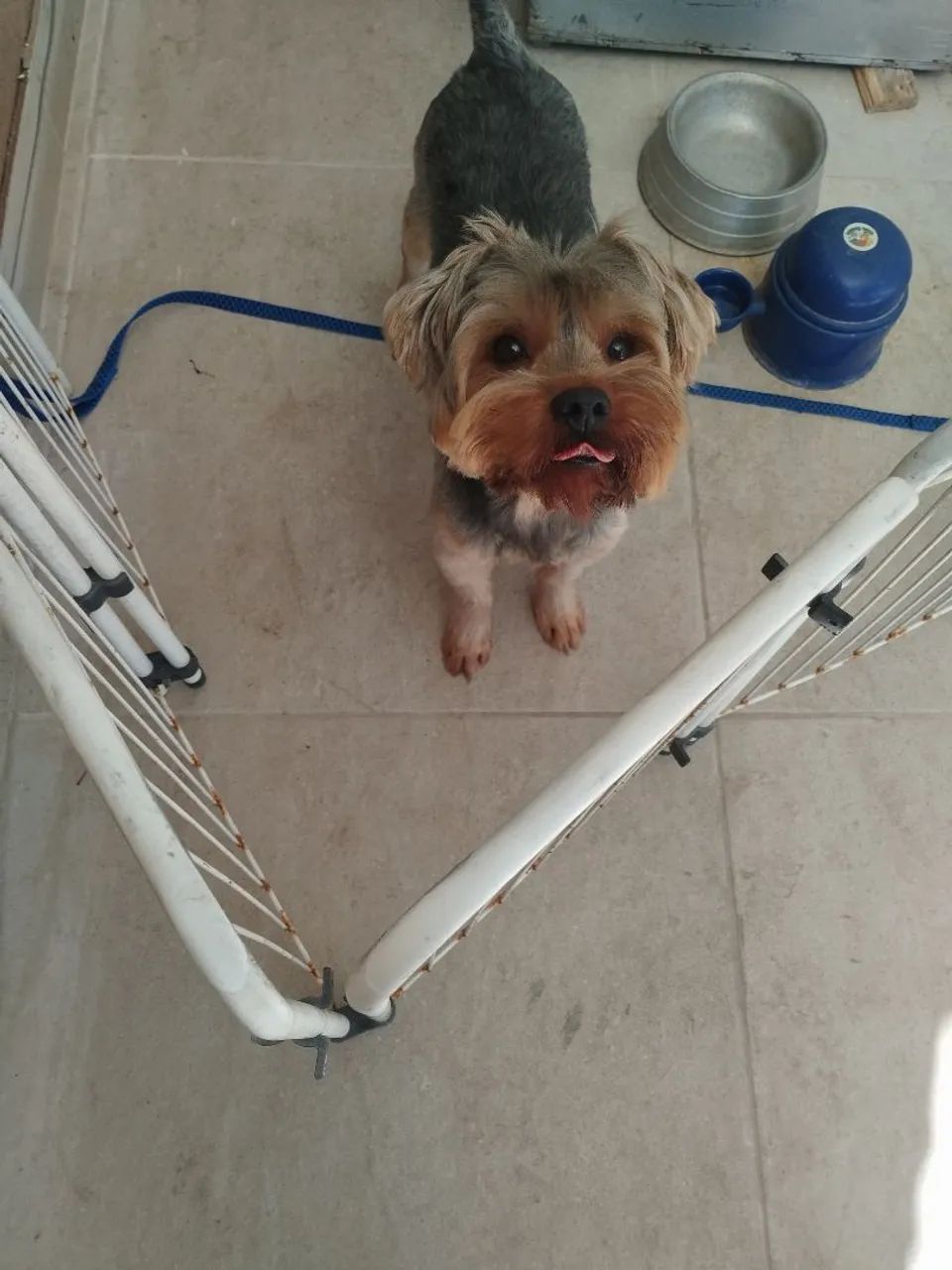 Yorkshire Terrier  - Foto 4