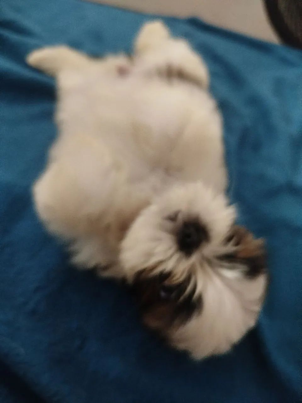 Cachorro da raça shih Tzu  - Foto 2
