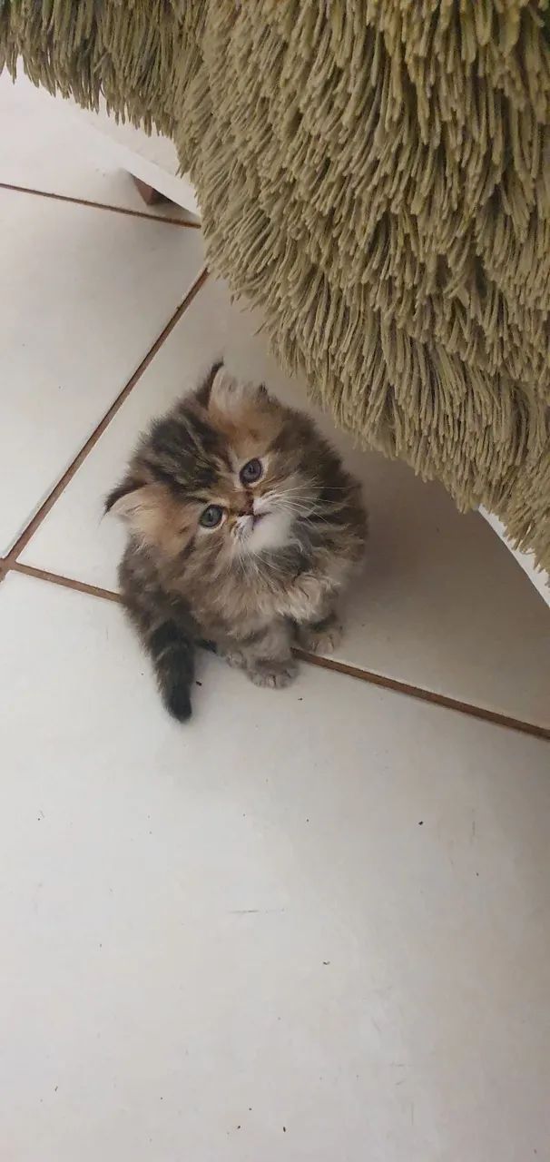 Gato persa "extremados" - Foto 3