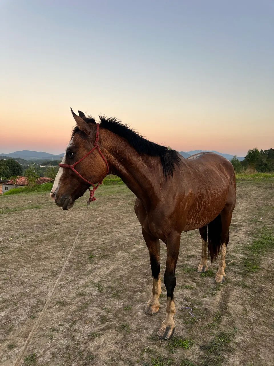 Cavalo criolo  - Foto 2