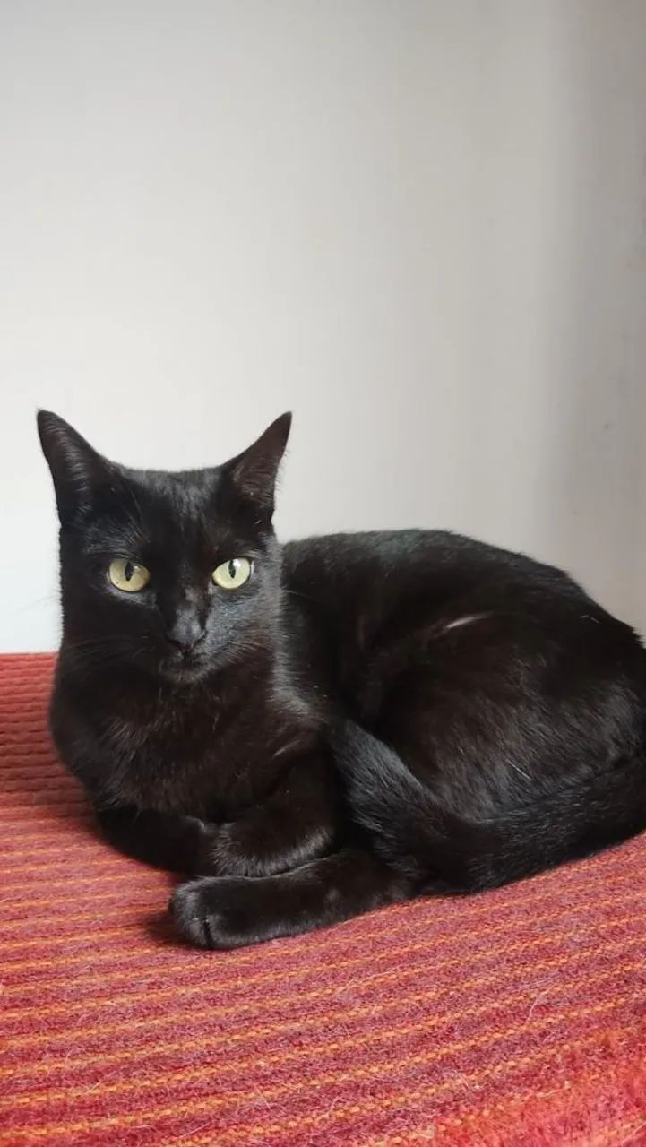 Doa-se gata - Foto 3