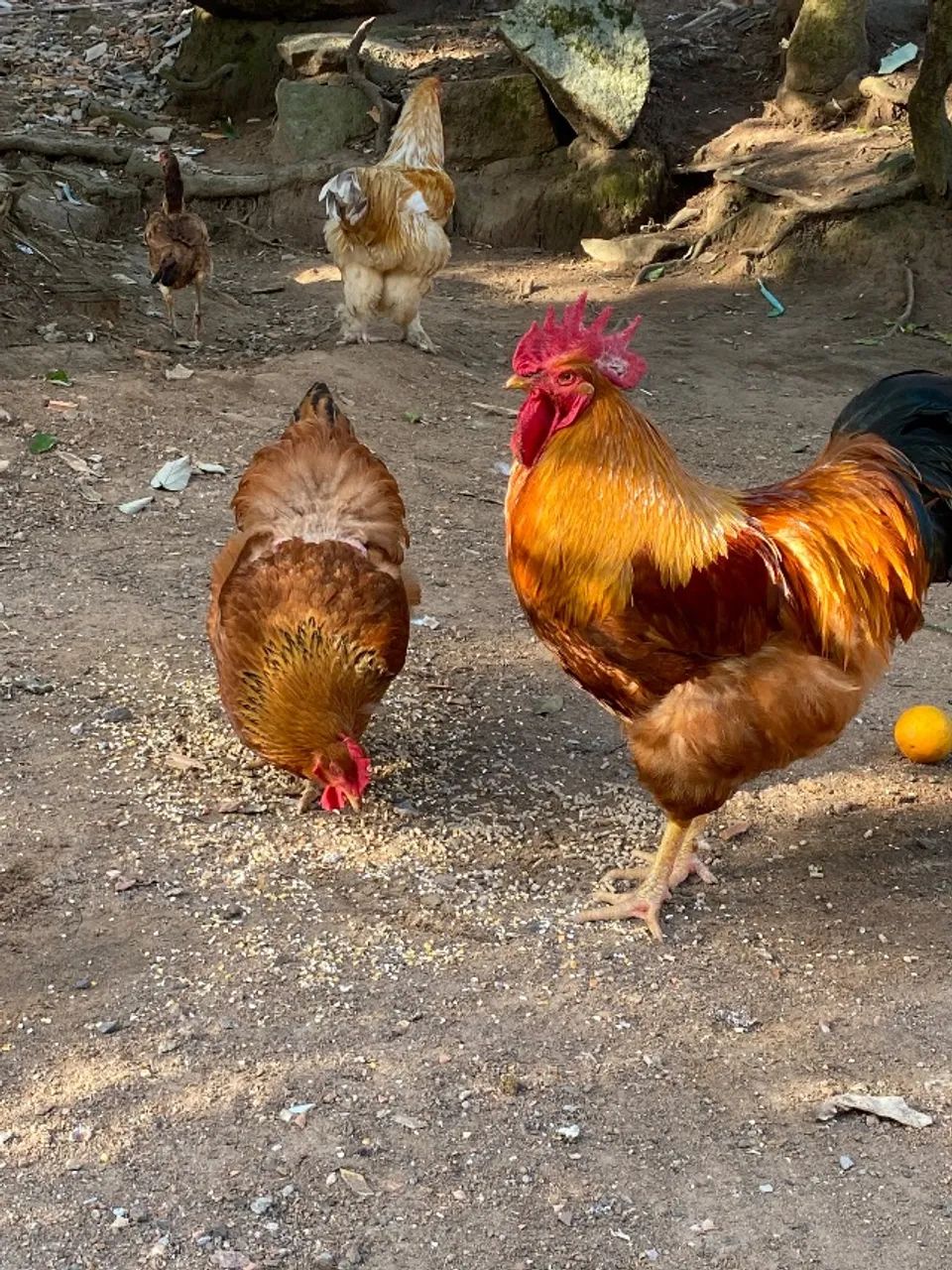 Galo New New hampire