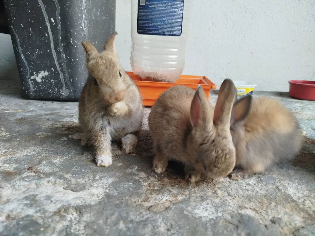 Filhotes de coelhos 