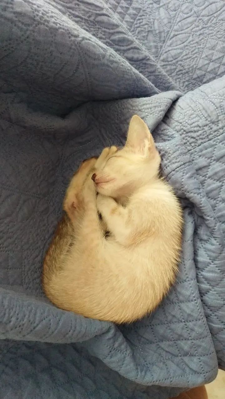 Doação de gato!!! - Foto 3