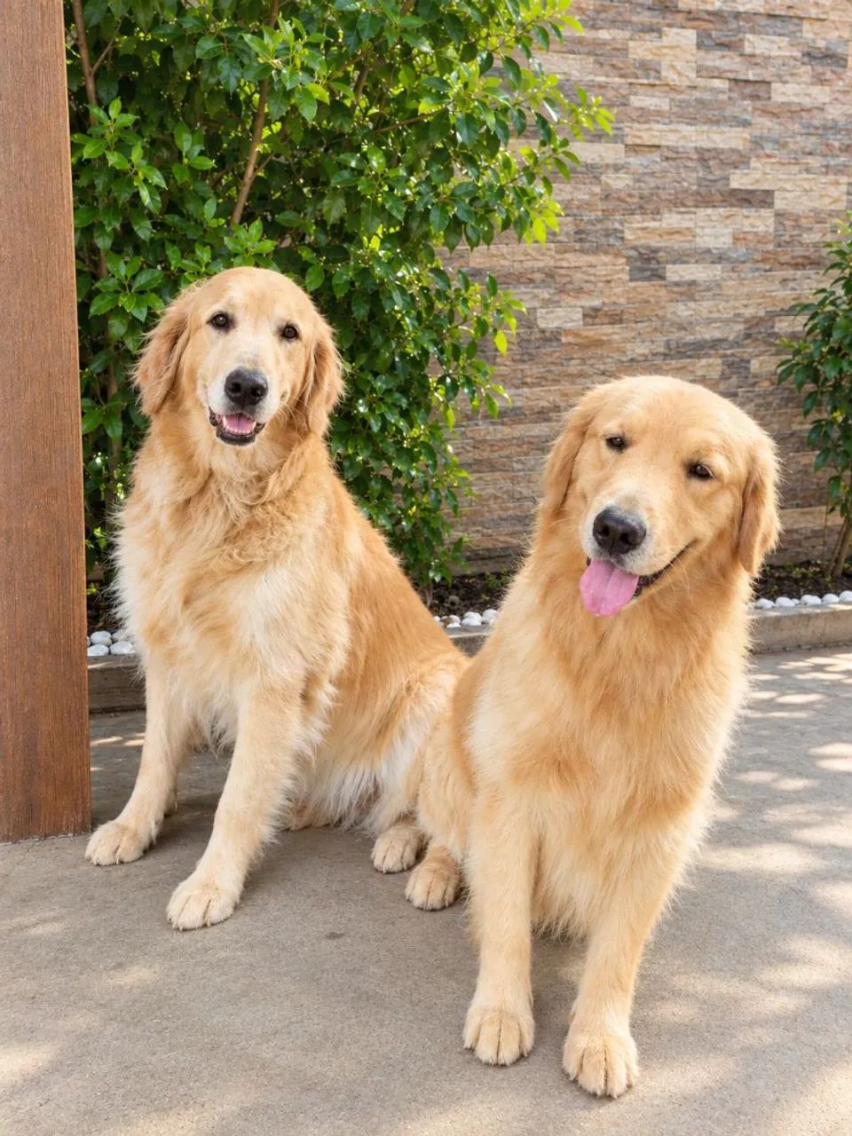 Golden Retriever - Foto 2