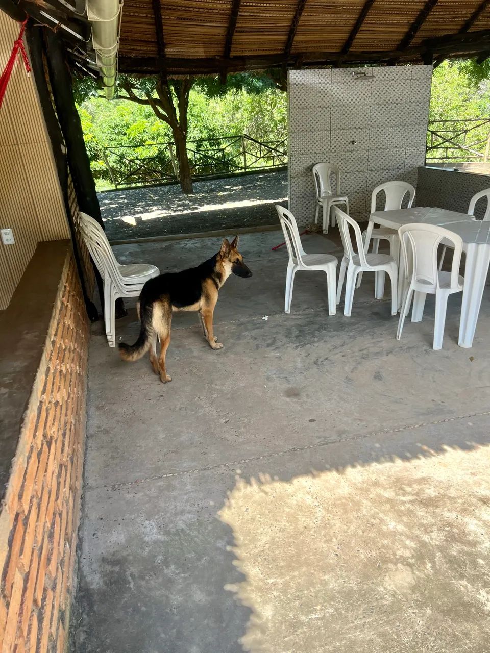 Pastor alemão capa preta fêmea 
