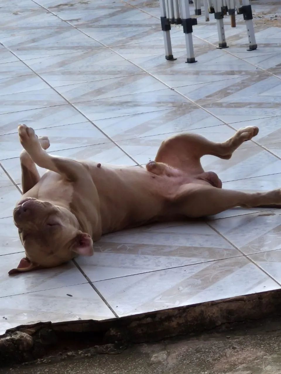 Cachorro pitbu misturado com América bule 
