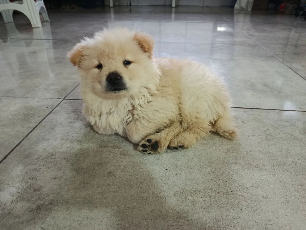 Filhotes de chow chow